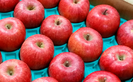 【特選】山形のサンふじりんご 約10kg 特秀品(24～36玉) FZ19-141