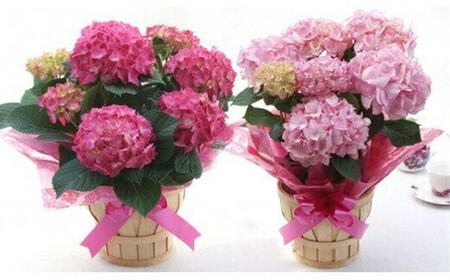 【定期便 12か月】グリーンのある生活を観葉・多肉・花鉢植物（12か月）【 観葉植物 花 インテリア  】