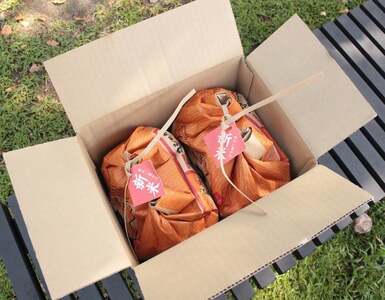 令和7年産 郡上産こしひかり 10kg