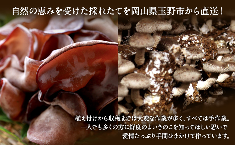 【 産地直送 】 有機JAS 生きくらげ 1kg  オーガニック きくらげ 野菜 きのこ 岡山県 玉野市 栽培期間中化学肥料不使用 栽培期間中農薬不使用 野菜セット 