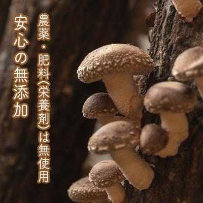 ふるさと納税 小田原市 椎茸加工品セット(加工品4種セット-ふき) |  | 02