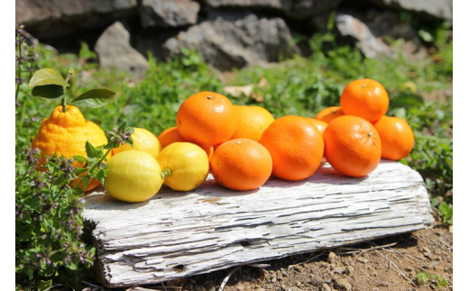 ZS6101n_主井農園 季節のこだわりみのりセット 【訳あり 家庭用】 7kg