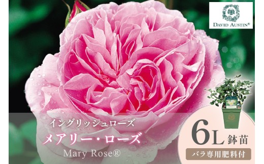 【イングリッシュローズ】デビッド・オースチン メアリー・ローズ 6L鉢苗（バラ専用肥料付）【025D-059】