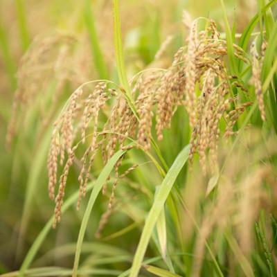 ふるさと納税 日高町 2025年(令和7年)産!日高町小浦の小浦れんげ米【玄米】3kg |  | 02