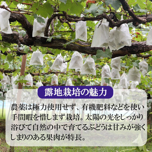 ＜みよばあちゃんのぶどう畑直送！＞ 先行予約 8月中旬～9月中旬順次発送【露地栽培のシャインマスカット1房 約500g】[M29-2] 葡萄 ブドウ ぶどう 巨峰 果物 くだもの マスカット フルーツ