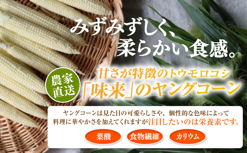 《2027年5月～発送》朝採れ！プレミアム味来のヤングコーン　25本・S099-080