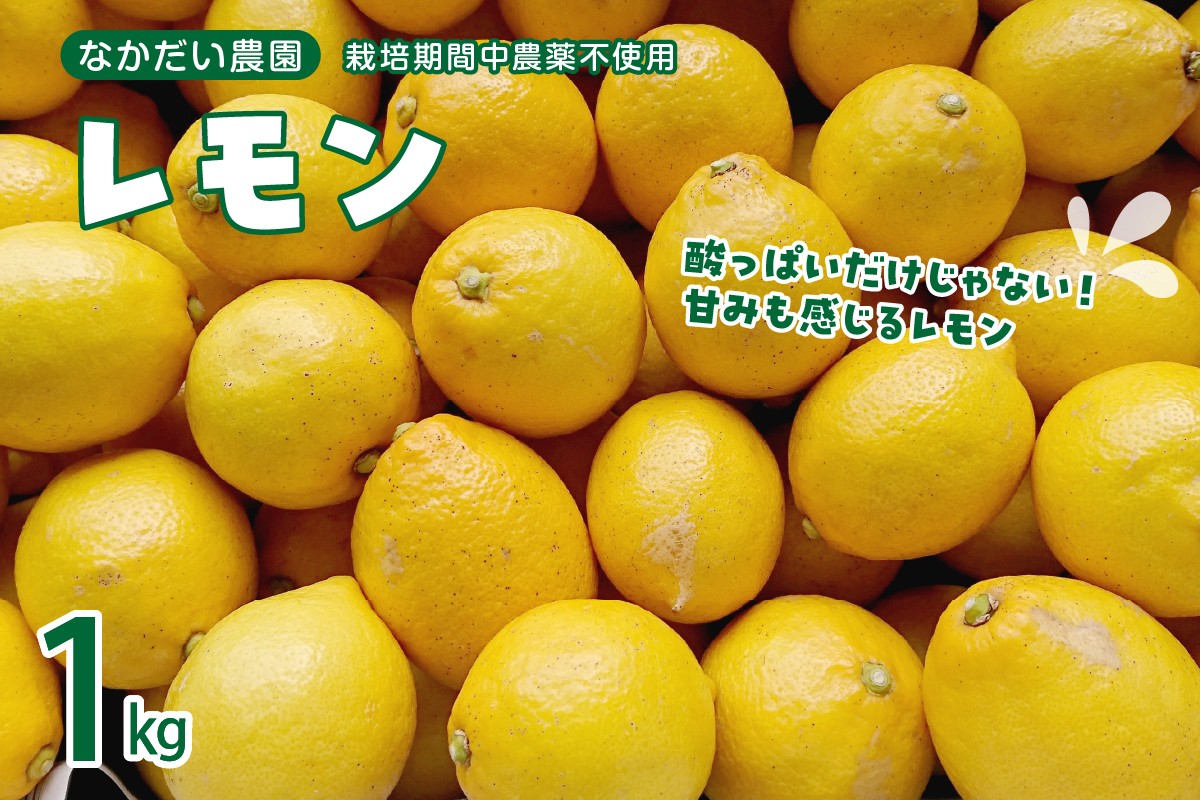 
            【2025年12月～発送】栽培期間中農薬不使用「レモン」 約1kg ku033-004-25
          