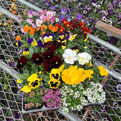 ふるさと納税 赤磐市 秋 の 花苗 おすすめ セット 24ポット(10〜1月発送) [NO5765-1057] |  | 01