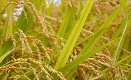 【令和6年度山形県知事賞 受賞】はえぬき 10kg（5kg×2袋） 令和7年産 精米 米 こめ コメ 2025年産 山形県 朝日町産 送料無料