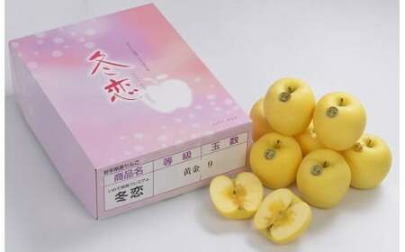 二戸産  カシオペア プレミアム冬恋はるか 約2.5kg 【2025年12月上旬-下旬発送予定】 ／りんご リンゴ 林檎 フルーツ 果物 旬 お取り寄せ 冬恋ブランド 蜜入り