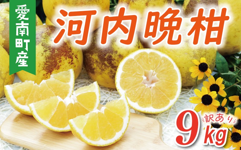 
            訳あり 河内晩柑 樹齢 30年以上 9kg （ サイズ ミックス ） 7000円 みかん mikan 蜜柑 ミカン わけあり かわちばんかん 愛南ゴールド あいなん ゴールド 文旦 派生 グレープフルーツ 和製 産地直送 国産 農家直送 期間限定 数量限定 特産品 ゼリー ジュース アイス 等に 人気 さわやか 甘い フルーツ 果物 柑橘 蜜柑 規格外 小玉 含む 果樹園みどり 愛南町 愛媛県
          