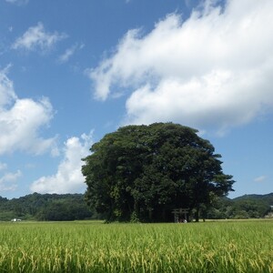 南部町特産品の詰め合わせ 「なんぶ便」 がいな里山コース 7品目 南部町観光協会 ケチャップ(380g×1個)、はちみつ(100g×1個)、フルーツジャム(200g×1個)、梨ジャム(200g×1個)
