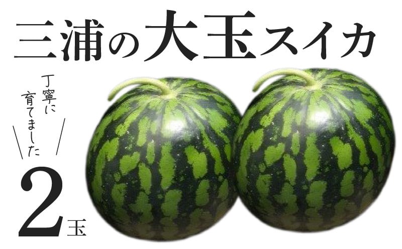 
            三浦の大玉スイカ（2玉）【丁寧に育てました】　M089-008
          