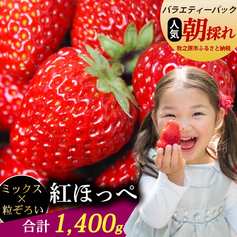 【ふるさと納税】 紅ほっぺ 1400g以上 いちご バラエティー パック 苺 イチゴ ゆりかーご 土耕栽培 フルーツ 果物 スイーツ 朝摘み おやつ 直送 完熟 ギフト 贈答 贈り物 甘い 農家直送 産地直送 国産 おすすめ 森木農園 静岡県 牧之原市 〜土耕栽培だから濃くて甘い!〜