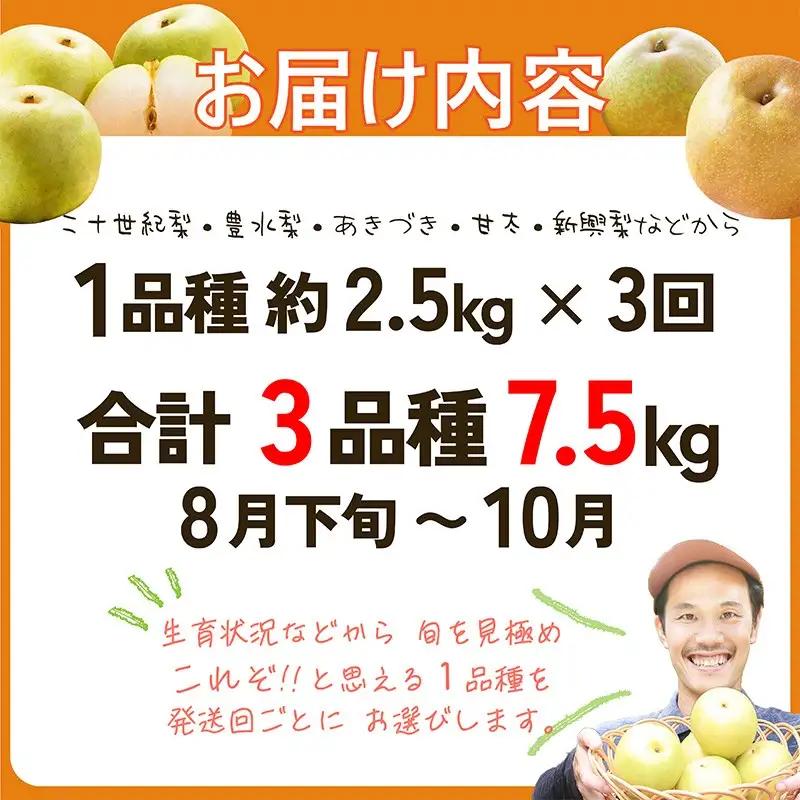 計３品種 梨定期便｜フルーツ梨