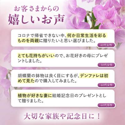 ふるさと納税 糸島市 【30セット限定】デンファレ(洋蘭)5本立ち《糸島》【和饗エコファーム株式会社】[AVI003] |  | 03