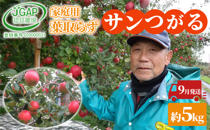 9月発送 家庭用 葉取らず サンつがる 約 5kg【 訳あり 】鶴翔りんごGAP部会 青森県産 津軽産 リンゴ 林檎 つがる 果物類 フルーツ