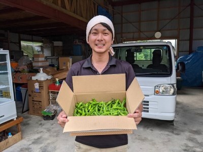 訳あり土佐のししとう１kg（サイズ混合）野菜炒め 天ぷら 夏野菜 先行予約【R00046】