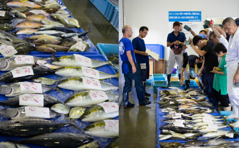 【漁港直送】朝穫れ鮮魚 詰め合わせ 2kg