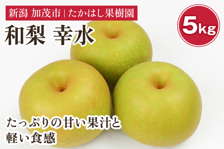 【2026年先行予約】たかはし果樹園 謹製 新潟県産和梨 幸水 約5kg《8月中旬～順次配送》こうすい