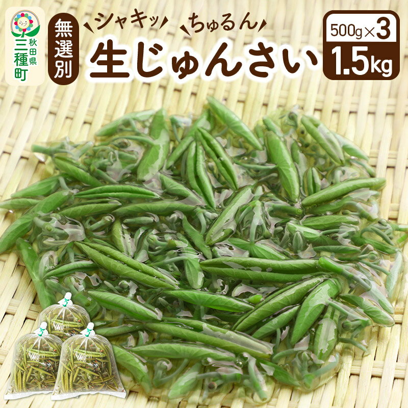 【ふるさと納税】生じゅんさい無選別 1.5kg(500g×3袋)《冷蔵》（2025年5月中旬(収穫後)から7月末、順次発送予定）朝採りして当日発送！