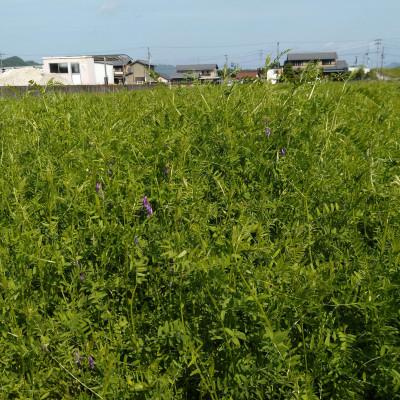 ふるさと納税 岐阜市 岐阜市産 ハツシモ 清流長良川米  精米 5kg |  | 01