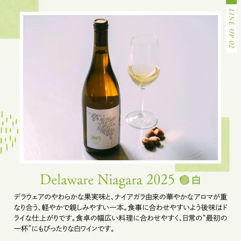 ワイン 2025 3本飲み比べセット オレンジ 赤 白 ワイン