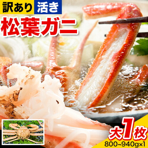 【活き】訳あり 松葉ガニ 大 1枚(1枚/800～940g前後) 高間商店《11月中旬-3月下旬頃出荷》鳥取県 八頭町 送料無料 カニ 蟹 かに 訳あり 鍋 珍味 冬 グルメ ズワイガニ