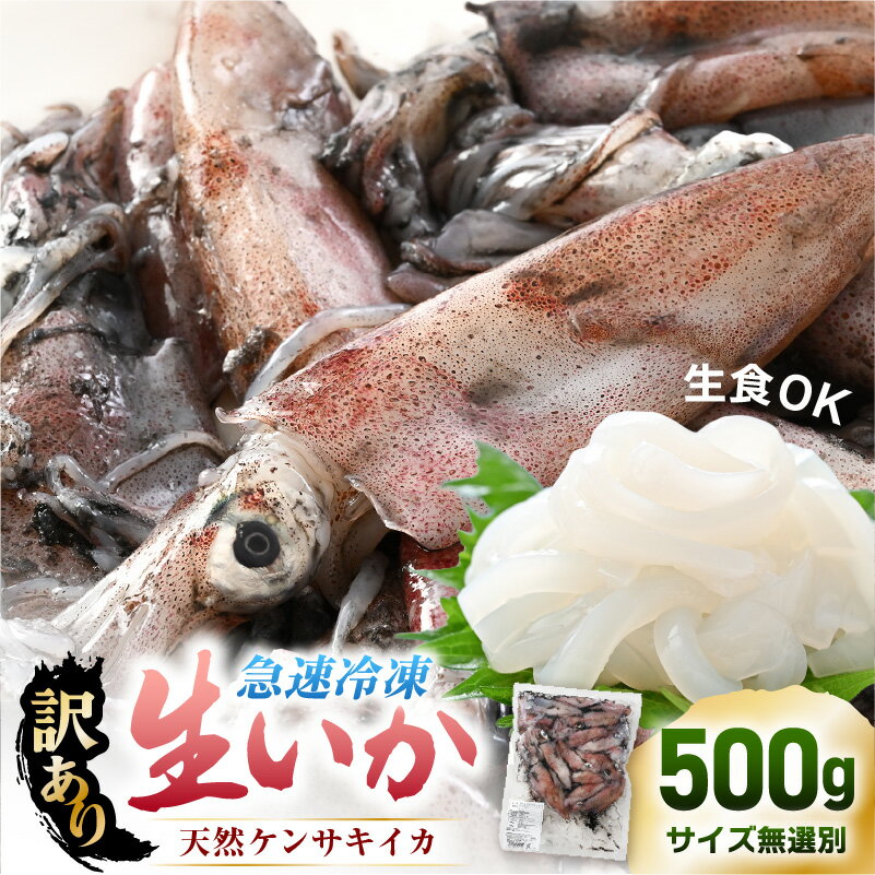 【ふるさと納税】 【急速冷凍】【訳あり】生いか 天然ケンサキイカ サイズ無選別 500g 定置網漁 皮むけ・サイズ不揃い【剣先いか 生イカ いか 白イカ いかめし いか焼き 姿焼き げそ 煮付け 海鮮 鮮魚 おつまみ】