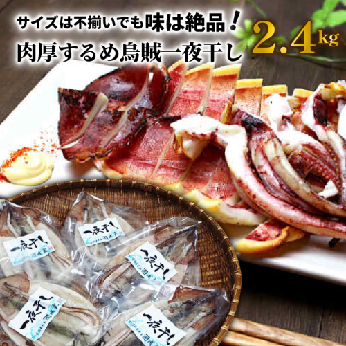 サイズは不揃いでも味は絶品!肉厚するめ烏賊一夜干し2.4kg_1904R