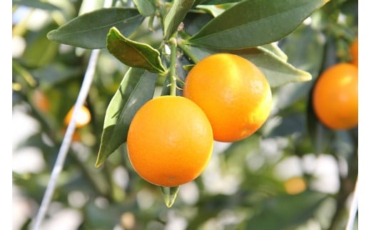 【先行予約】糖度16度以上！『完熟きんかんたまたま』1kg　宮崎県西都市産＜1-136＞