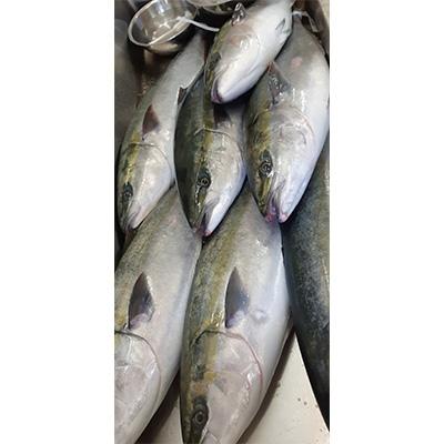 ふるさと納税 魚津市 天然 寒の汐ぶり　2切 |  | 02