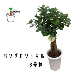 【観葉植物】パンダガジュマル75cm～85cm(前園植物園/055-1452) 南国鹿児島県で育った 観葉植物！植物 鉢付 インテリア 室内 オフィス おしゃれ プレゼント ギフト 開店祝い 移転祝い マイナスイオン【配送不可地域：北海道・沖縄県・離島】