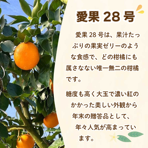 【12月上旬～1月初旬頃発送予定】 贈答用 愛果28号 3.7kg 中玉15玉入り | あいか ご家庭用 みかん 数量限定 みかん 愛媛県産 みかん 愛果28号 松山市 みかん 愛果28号 みかん 蜜