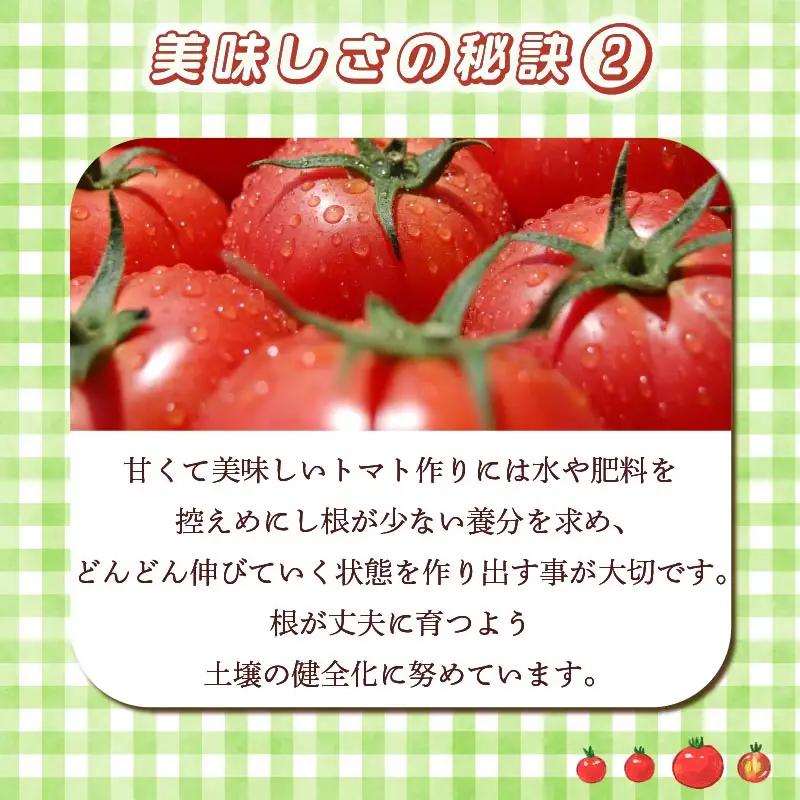 【2027年2月発送】大玉トマト 1kg 大 4玉 以上トマト