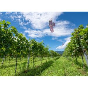 富山県南砺市　Domaine Beau　ドメーヌボー　ルージュ　2021【配送不可地域：離島】【1333541】