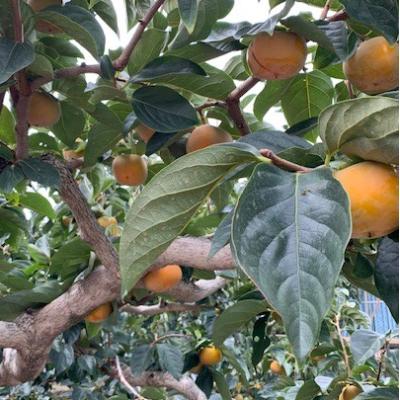 ふるさと納税 有田川町 たねなし柿　赤秀品　3Lサイズ(9〜10個)【マルシ農園】 |  | 01