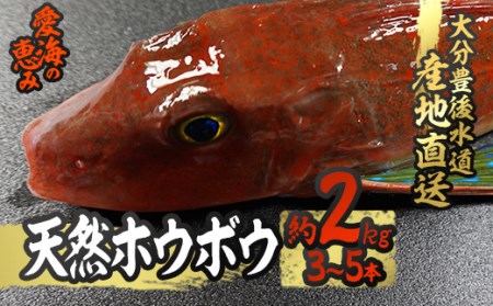 天然 ホウボウ (約2kg・計3-5本) 直送 産直 漁師 魚 鮮魚 天然 ホウボウ 魴ぼう 白身魚 獲れたて 刺身 煮つけ 塩焼き 冷蔵 豊後水道 鮮魚 大分県 佐伯市【CS10】【 (有)丸昌水産】