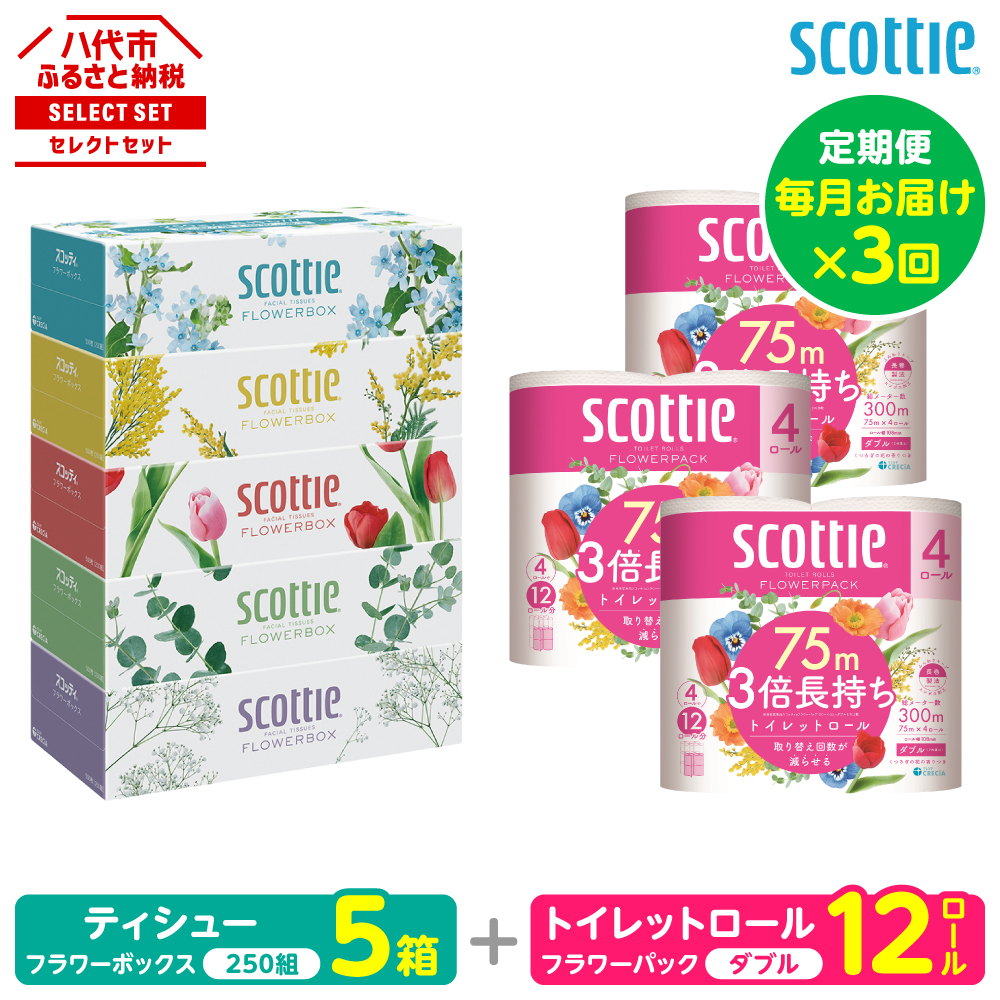 【定期便3回】【毎月お届け】【スコッティ】 組み合わせ ティシュー フラワーボックス 250組 5箱 計15箱 トイレットロール ダブル フラワーパック 3倍長持ち 12ロール 計36ロール 日用品