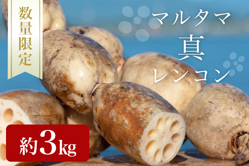 【数量限定・先行予約】マルタマ真レンコン 3kg れんこん レンコン 蓮根 茨城 国産 お正月 おせち 野菜 17-AC ＜9月上旬～下旬発送予定＞