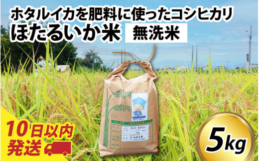 【訳あり】ほたるいか米（無洗米５kg）【通年発送】 【訳あり 米 コシヒカリ こしひかり ほたるいか ホタルイカ お米 ブランド米 富山 滑川】
