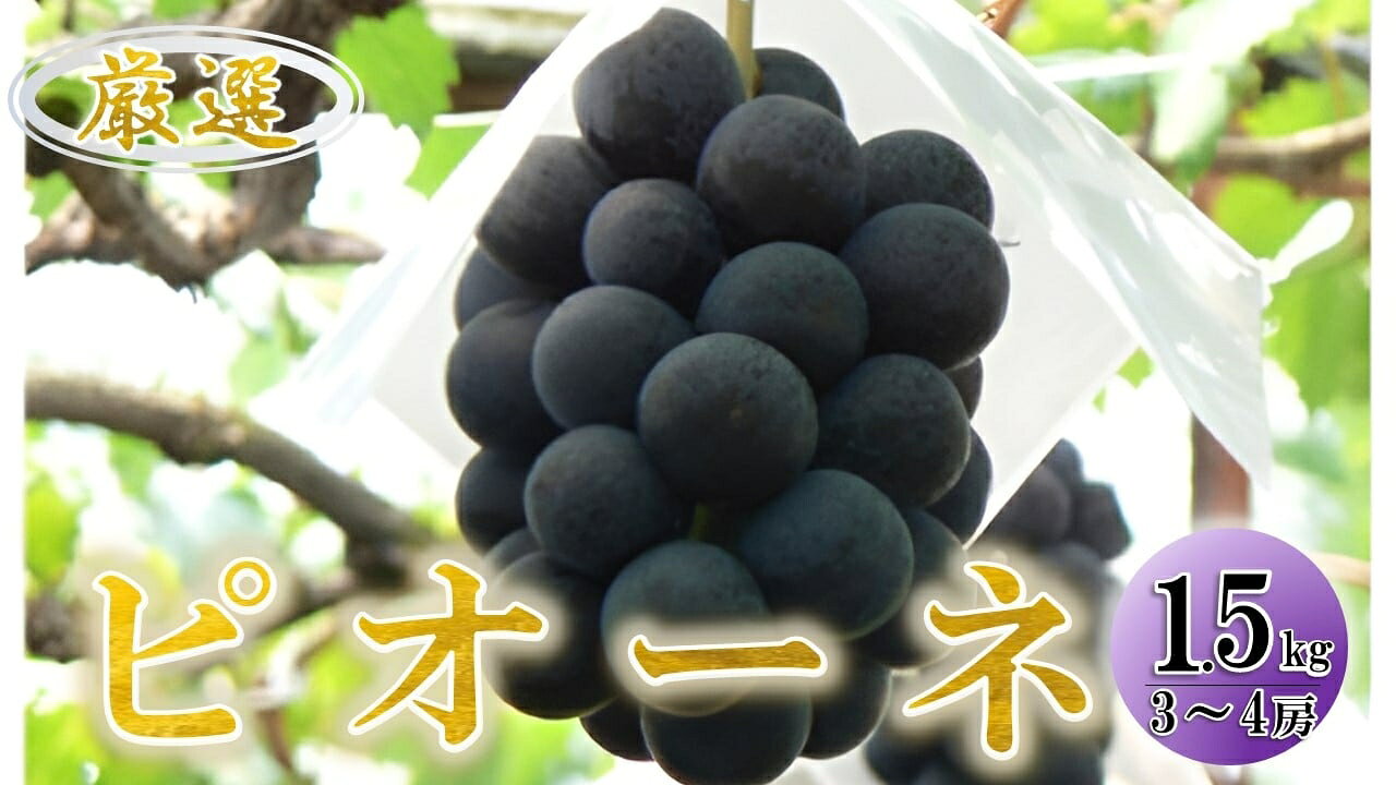 【ふるさと納税】【2027年(令和9年)発送先行予約】来年発送！！ぶどう「ピオーネ」約1.5kg ALPAA018 ふるさと納税 葡萄 ぶどう 果物 フルーツ 贈答 ギフト 家庭用 おすすめ 山梨県 南アルプス市 送料無料