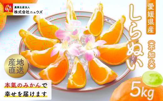 【先行予約】産地直送！愛媛県産しらぬい（不知火） 5kg（2026年2月中旬より順次発送） 【 ふるさと納税 人気 おすすめ ランキング みかん ミカン 蜜柑 しらぬい 不知火 フルーツ 果物 産地直送 ニュウズ 愛媛県産 愛媛県 伊方町 送料無料 】 IKTF017