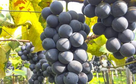 CRAFT ぶどう　糀あまざけ　10缶