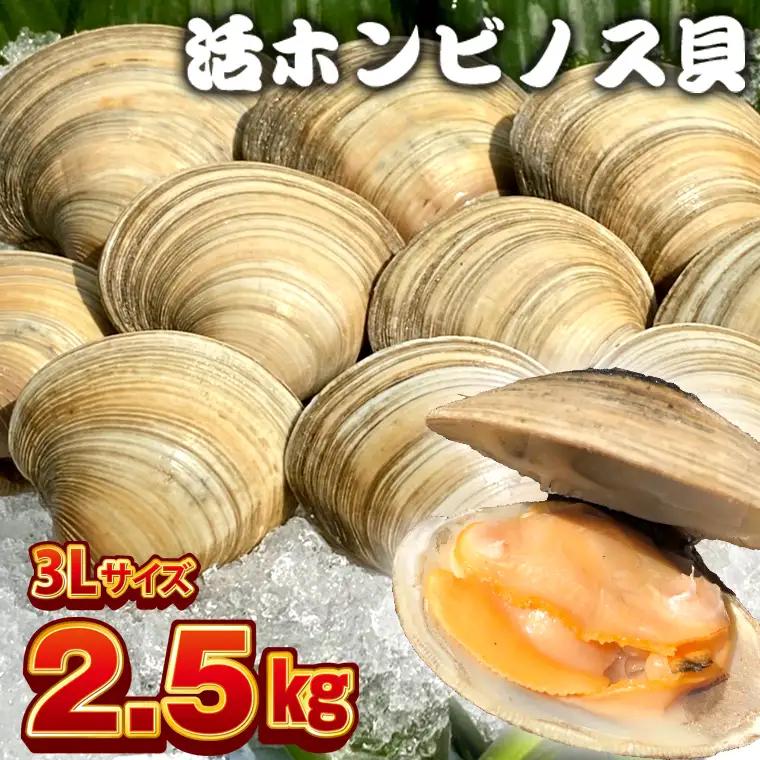 漁師直送！活ホンビノス貝2.5kg（3Lサイズ）