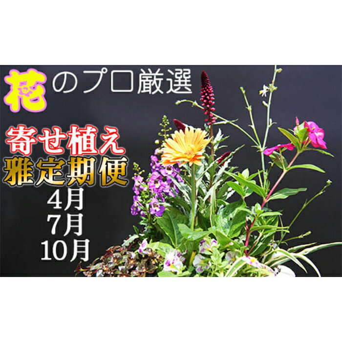 【ふるさと納税】 寄せ植え おすすめ 東北最大級のガーデニング専門店 厳選 季節の寄せ植え雅 8種類 ～ 10種類 3回 定期便 / お花 花 生花 フラワー 植物 観葉植物 季節 おまかせ 鉢 ポット 鉢植え ガーデニング 玄関 国産 岩手県 雫石町 産地直送 送料無料 花工房らら倶楽部