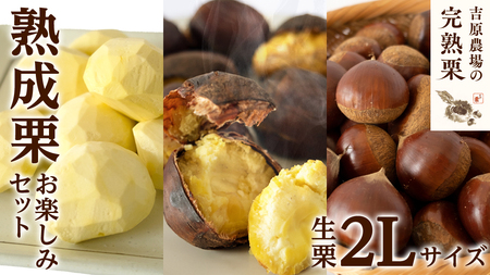 【12/14入金確認分まで年内配送】【 吉原農場 の 完熟栗 】 熟成 栗 お楽しみ セット ( 生栗 2Lサイズ )  [CX015ci]