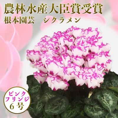 ふるさと納税 南相馬市 【2026年 先行予約】シクラメン フリンジ ピンク系 6号 | 花ギフト プレゼント 根本園芸