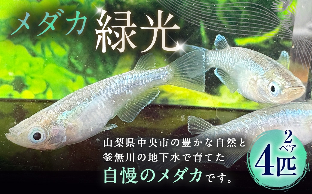
                  メダカ 【 緑光 】 2ペア 4匹 めだか 観賞魚 初心者 魚 さかな インテリア 鑑賞 育成 飼育 淡水魚 川魚 生き物 生物 愛好家
                