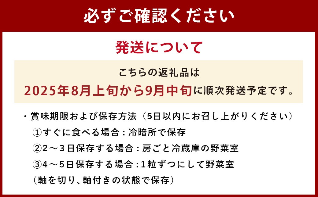 【先行予約】 朝採れ BKシードレス （種なし） 1.5kg（3房） ぶどう 葡萄 【2025年8月上旬から9月中旬発送予定】